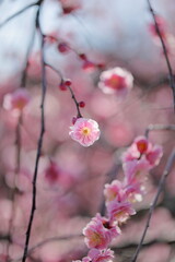 日本の梅園の梅