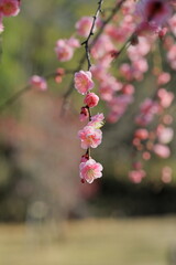 日本の梅園の梅