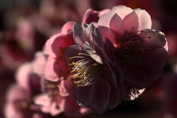 日本の梅園の梅