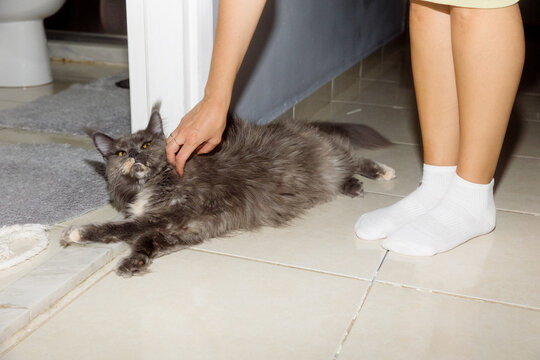 A young woman stands and strokes a cat lying on the floor