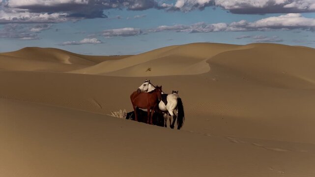 Aerial shot of majestic horses standing together in a vast desert landscape, Mangystau, Kazakhstan