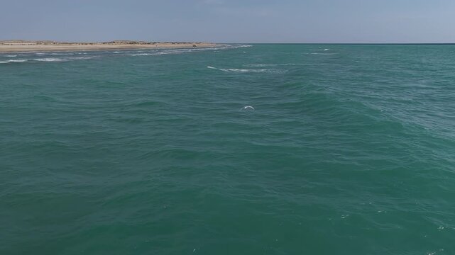 Aerial shot of a solitary seagull flying over turquoise Caspian sea waves, Mangystau, Kazakhstan