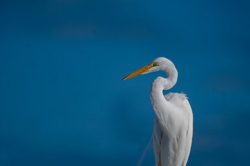 Graceful Ascent: Great Egret (Ardea alba) Against a Clear Blue Sky in Florida