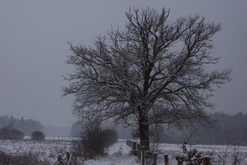 Polna droga w zimowy dzień. Po obu stronach drogi znajduje się ogrodzenie, okoliczne łąki pokrywa śnieg. Z prawej strony jest duży dąb. © boguslavus