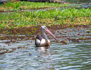 Australian Pelican in a Wetalnd Pond