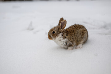 Obraz premium Small rabbit explores soft snow in winter scene during daytime outside