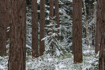 Wysoki las sosnowy w zimowy dzień. Małe świerki rosną między wysokimi pniami. Ziemia i gałęzie świerków pokryte są warstwą śniegu. © boguslavus