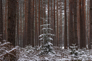 Wysoki, sosnowy las w zimowy dzień. Pomiędzy wysokimi pniami rosną małe świerki. Ziemia i gałęzie świerków pokryte są warstwą śniegu. © boguslavus