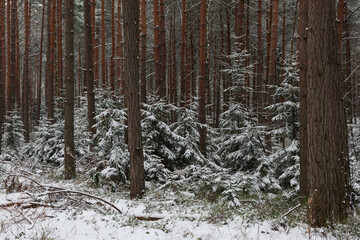 Wysoki, sosnowy las w zimowy dzień. Pomiędzy wysokimi pniami rosną małe świerki. Ziemia i gałęzie świerków pokryte są warstwą śniegu. © boguslavus
