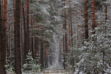 Wysoki, sosnowy las w zimowy dzień. Pomiędzy wysokimi pniami rosną małe świerki. Ziemia i gałęzie świerków pokryte są warstwą śniegu. © boguslavus