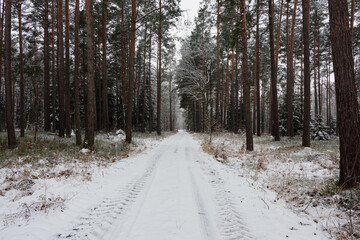 Wysoki, sosnowy las w zimowy dzień. Między drzewami jest leśna, nieutwardzona droga. Gałęzie, drzew, ziemia i powierzchnia drogi pokryte są grubą warstwą śniegu. © boguslavus