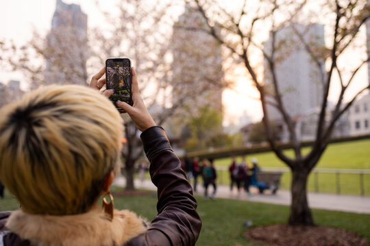 Photographing Blossoms With Phone