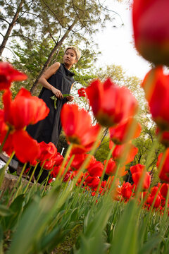 Red Tulips From Below