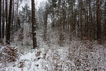 Wysoki las sosnowy w zimowy dzień. Małe świerki rosną między wysokimi pniami. Ziemia i gałęzie świerków pokryte są warstwą śniegu. © boguslavus