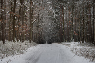 Wysoki, sosnowy las w zimowy dzień. Między drzewami jest leśna, nieutwardzona droga. Gałęzie, drzew, ziemia i powierzchnia drogi pokryte są grubą warstwą śniegu. © boguslavus