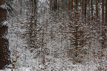 Wysoki las sosnowy w zimowy dzień. Małe świerki rosną między wysokimi pniami. Ziemia i gałęzie świerków pokryte są warstwą śniegu. © boguslavus