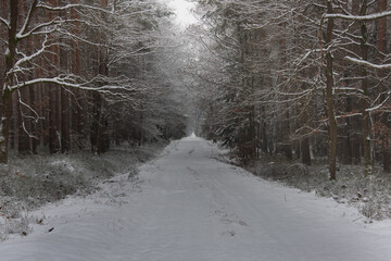 Wysoki, sosnowy las w zimowy dzień. Między drzewami jest leśna, nieutwardzona droga. Gałęzie,...