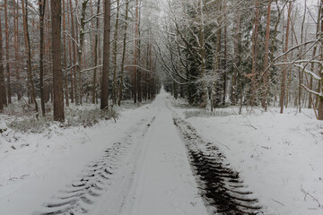 Wysoki, sosnowy las w zimowy dzień. Między drzewami jest leśna, nieutwardzona droga. Gałęzie, drzew, ziemia i powierzchnia drogi pokryte są grubą warstwą śniegu. © boguslavus