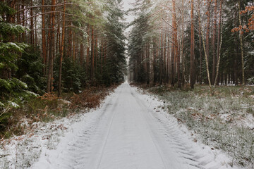 Wysoki, sosnowy las w zimowy dzień. Między drzewami jest leśna, nieutwardzona droga. Gałęzie, drzew, ziemia i powierzchnia drogi pokryte są grubą warstwą śniegu. © boguslavus