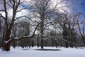 Park w zimowy dzień. Ziemia, alejki, drzewa i ławki pokryte są warstwą śniegu. © boguslavus