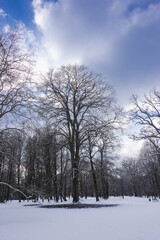 Park w zimowy dzień. Ziemia, alejki, drzewa i ławki pokryte są warstwą śniegu. © boguslavus