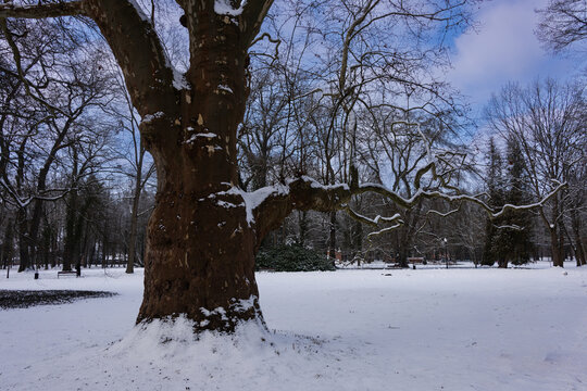 Park w zimowy dzień. Ziemia, alejki, drzewa i ławki pokryte są warstwą śniegu.