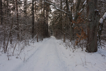 Wysoki, sosnowy las w zimowy dzień. Między drzewami jest leśna, nieutwardzona droga. Gałęzie, drzew, ziemia i powierzchnia drogi pokryte są grubą warstwą śniegu. © boguslavus