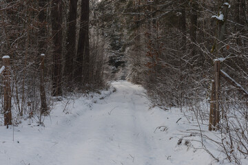 Wysoki, sosnowy las w zimowy dzień. Między drzewami jest leśna, nieutwardzona droga. Gałęzie, drzew, ziemia i powierzchnia drogi pokryte są grubą warstwą śniegu. © boguslavus