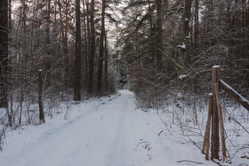 Wysoki, sosnowy las w zimowy dzień. Między drzewami jest leśna, nieutwardzona droga. Gałęzie, drzew, ziemia i powierzchnia drogi pokryte są grubą warstwą śniegu. © boguslavus