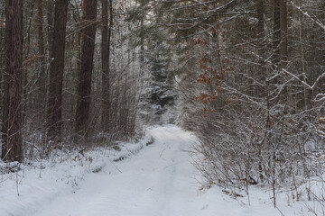 Wysoki, sosnowy las w zimowy dzień. Między drzewami jest leśna, nieutwardzona droga. Gałęzie, drzew, ziemia i powierzchnia drogi pokryte są grubą warstwą śniegu. © boguslavus