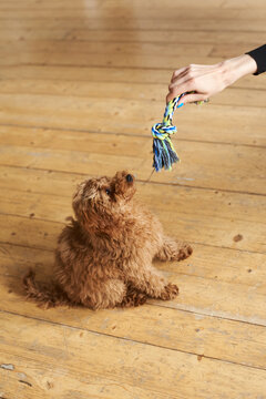 Cute fluffy dog waiting eagerly for a toy