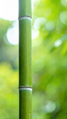 Fototapeta premium Vibrant Green Bamboo Stalk with Blurred Natural Background.