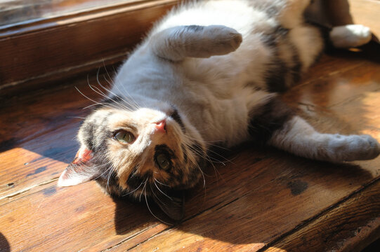 spotted cat lies on the windowsill