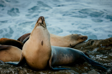 Obraz premium Sea Lion Yawning On Coast. Closeup Of Peaceful Sea Lion Displaying Broad Yawn On Sunny Coastal Rock