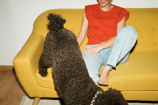 Dog plays on yellow sofa with owner at home