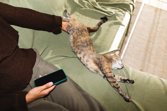 Stretched tabby cat sleeping beside person holding phone