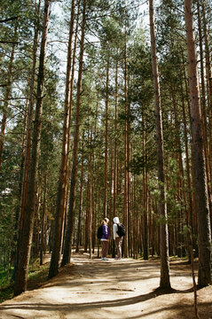 Tall pine trees surround two people walking on a path 