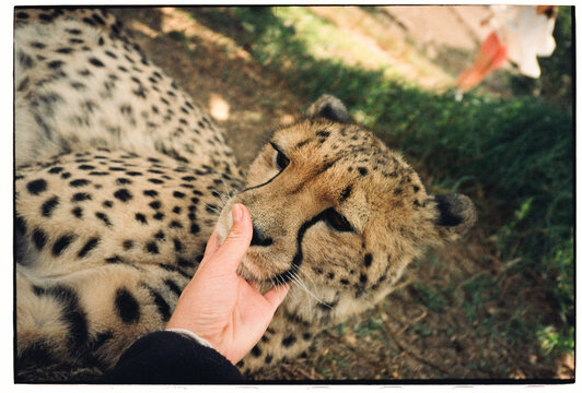 Close interaction with calm cheetah outdoors
