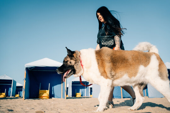 Enjoying a Sunny Beach Day With a Large Dog in the Sand