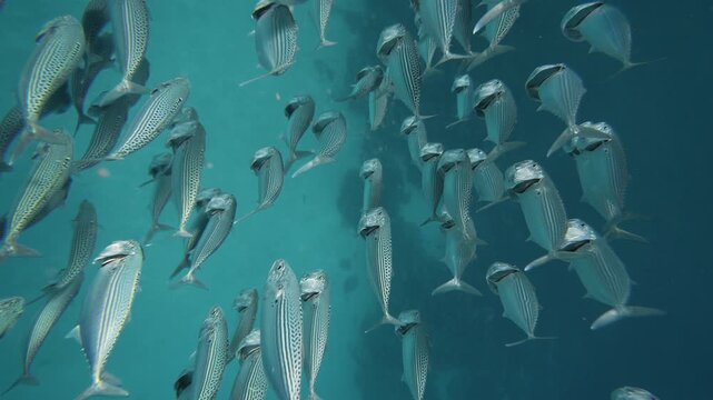 silversides hiding behind secret rocks under sun shine beams. Underwater silverside fish school swimming underwater in beautiful sunlight. Closeup of fish pod go by camera. Marine life, wild nature