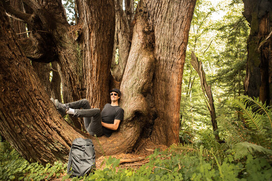 Man Relaxing in an Ancient Redwood Tree