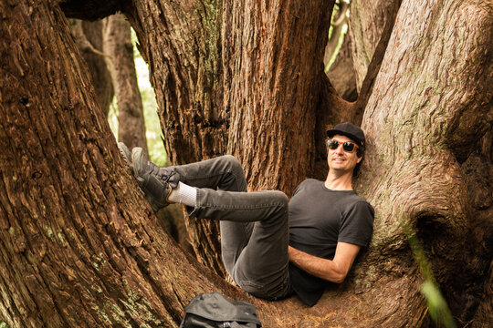 Man Relaxing in an Ancient Redwood Tree