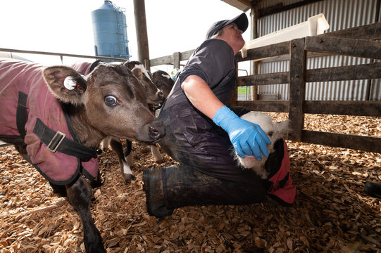 Testing calves' antibody levels