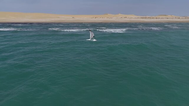 Graceful seagull flying low over the turquoise Caspian sea, Kazakhstan, Mangystau