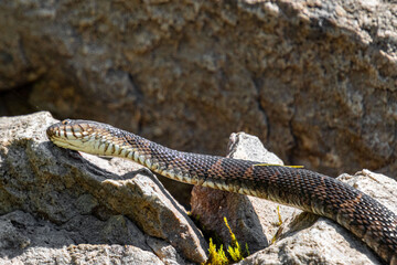 Obraz premium young water snake nerodia sipedon leaving scent marks on the rocks