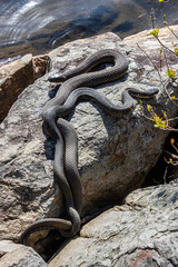 Obraz premium two dry nerodia sipedon mating on the rocks 