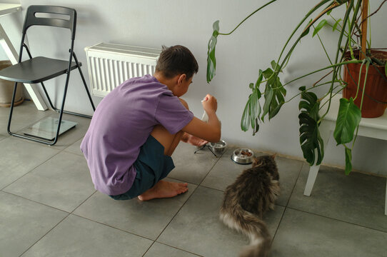 boy feeding cat