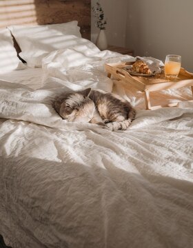 sleeping cat on white bed in soft morning sunlight with breakfast tray and croissant nearby. cozy ugc style lifestyle content about comfort, slow living and peaceful home routine concept