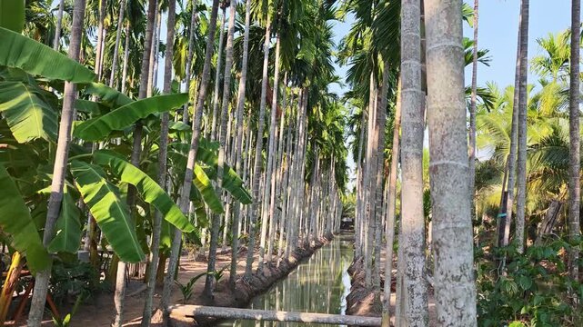 Betel palm grove with rows of betel palm trees and a small canal.