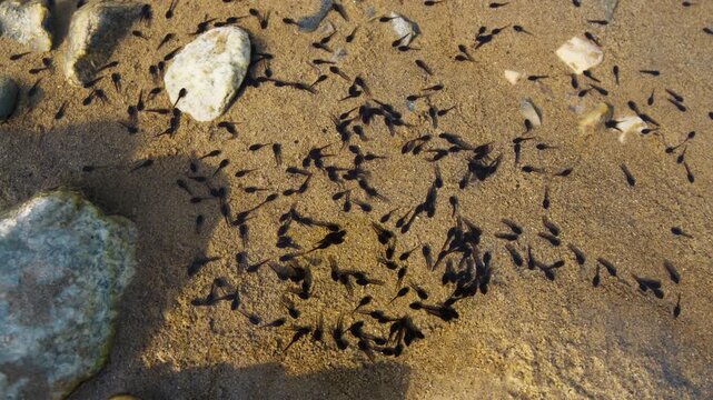 Small black tadpoles in a pond in spring